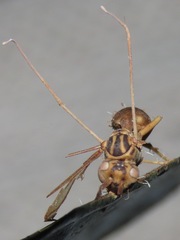 Ophiocordyceps