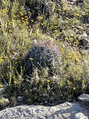 Echinocactus horizonthalonius
