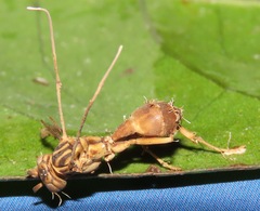 Ophiocordyceps