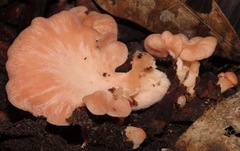 Pleurotus djamor roseus