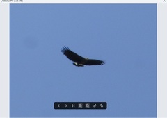 Buteogallus coronatus