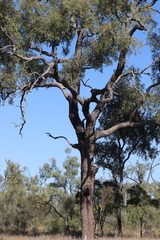 Corymbia