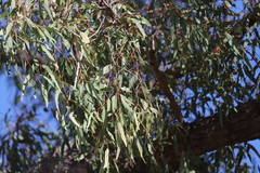 Corymbia