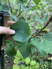 Amelanchier bartramiana