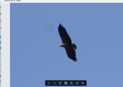 Buteogallus coronatus