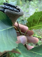 Amelanchier bartramiana