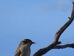 Melithreptus brevirostris