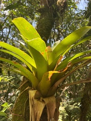 Tillandsioideae