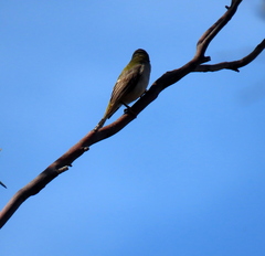 Melithreptus brevirostris