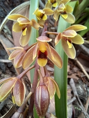 Cymbidium suave