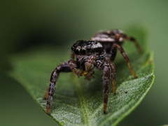 Paraphidippus aurantius