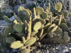 Opuntia strigil