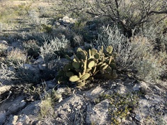 Opuntia strigil