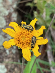 Acmaeodera amplicollis