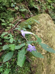 Strobilanthes formosana