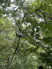 Picrasma quassioides