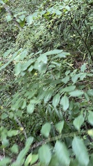 Picrasma quassioides