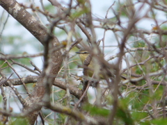 Stigmatura budytoides