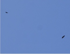 Buteogallus coronatus