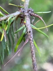 Argyresthia pseudotsuga