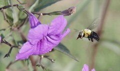 Xylocopa ocularis
