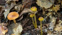Gliophorus