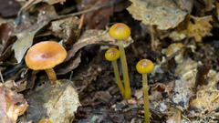 Gliophorus
