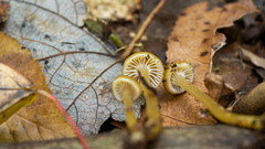Gliophorus
