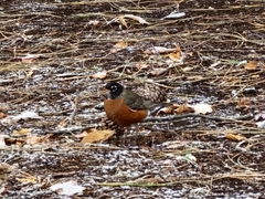 Turdus migratorius migratorius