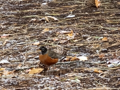 Turdus migratorius migratorius