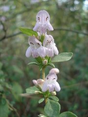 Clinopodium carolinianum
