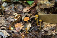 Gliophorus