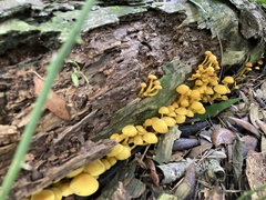 Tricholomopsis aurea