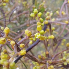 Cassytha pubescens