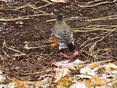 Turdus migratorius migratorius