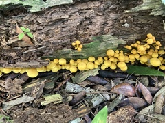 Tricholomopsis aurea