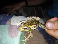 Lithobates forreri