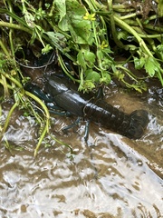 Cherax destructor