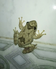 Scinax acuminatus