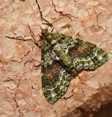 Tympanota perophora