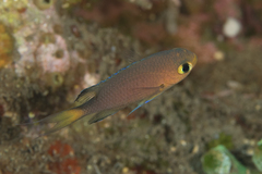 Pycnochromis atripes