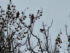 Turdus migratorius migratorius