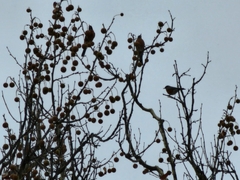 Turdus migratorius migratorius