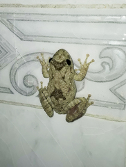 Scinax acuminatus