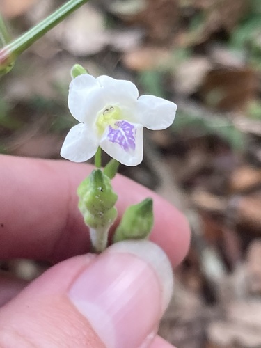 Asystasia intrusa