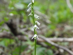 Spiranthes lacera lacera