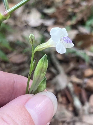 Asystasia intrusa