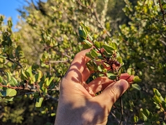 Rhamnus crocea