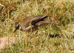 Cinclodes albiventris