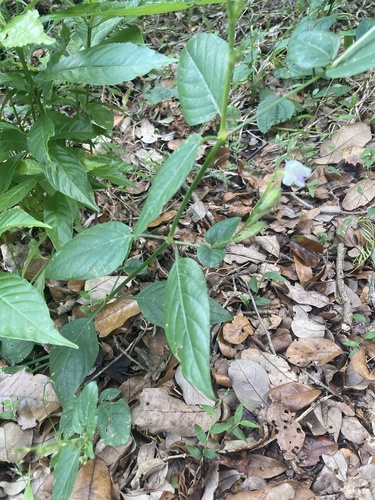 Asystasia intrusa